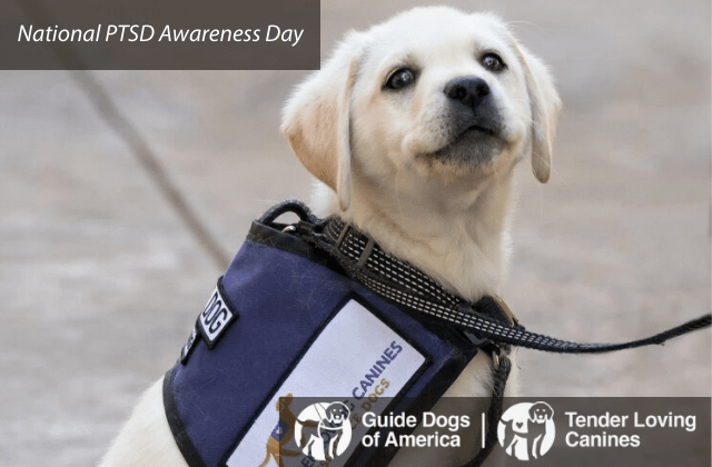 Guide Dogs of America – Tender Loving Canines Mark National PTSD Awareness Day