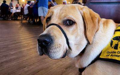 Chicago Guide Dog Golf Outing Raises Funds, Spirits