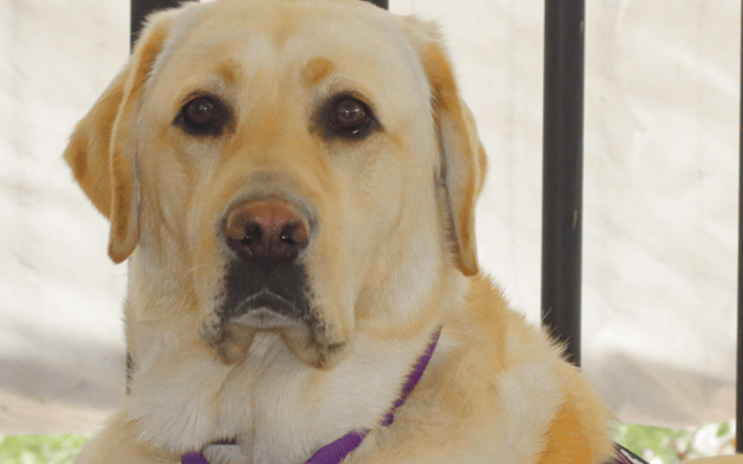 Chicago 1487 Golfers Tee Off to Aid Guide Dogs of America